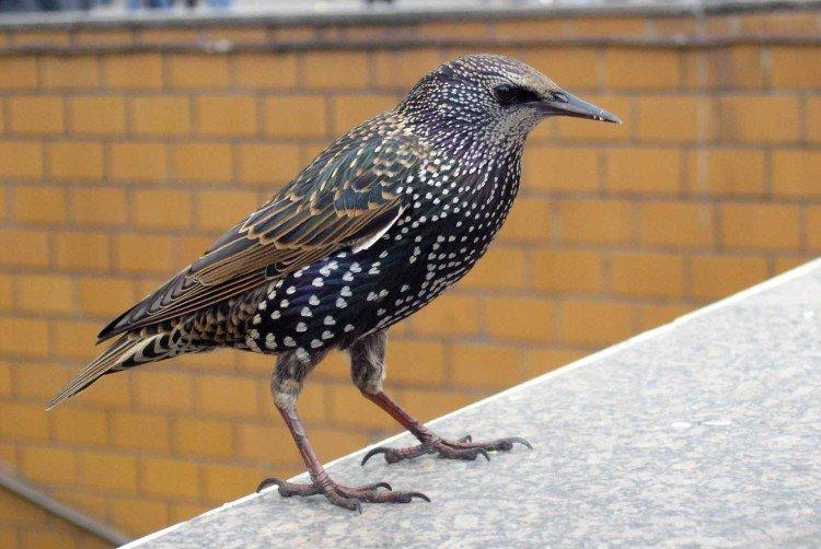 Скворцы – фото