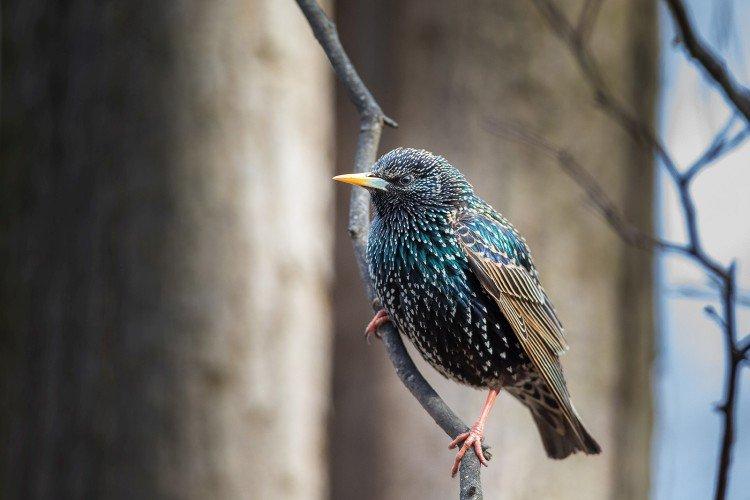 Скворцы – фото