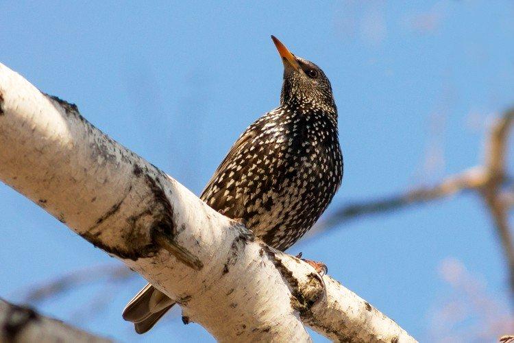 Скворцы – фото