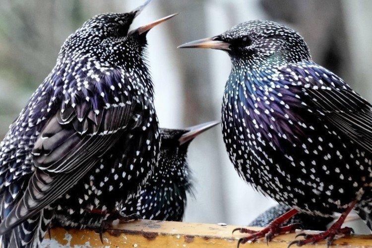 Скворцы – фото