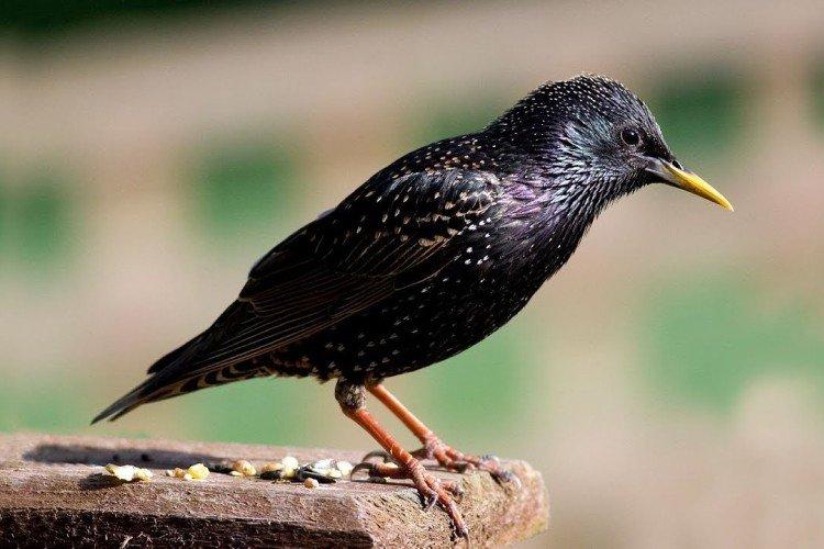 Скворцы – фото