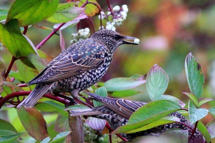 Сколько живут скворцы