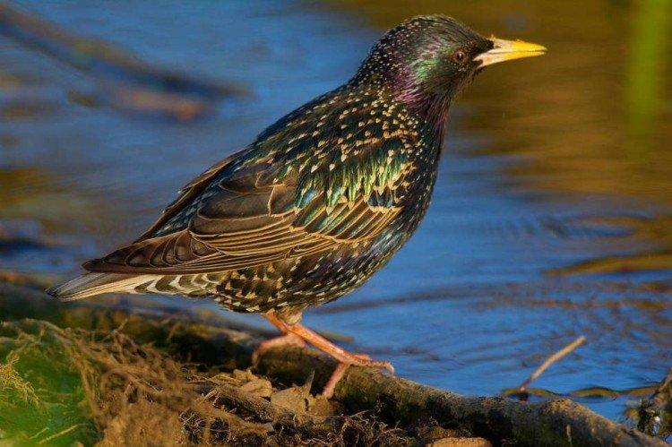 Скворцы – фото