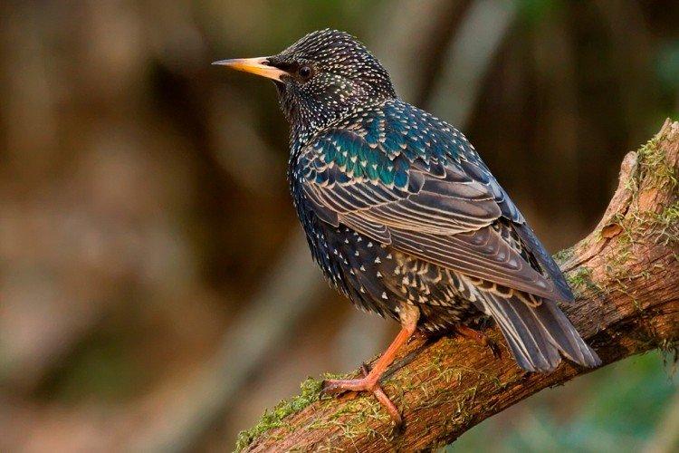 Скворцы – фото