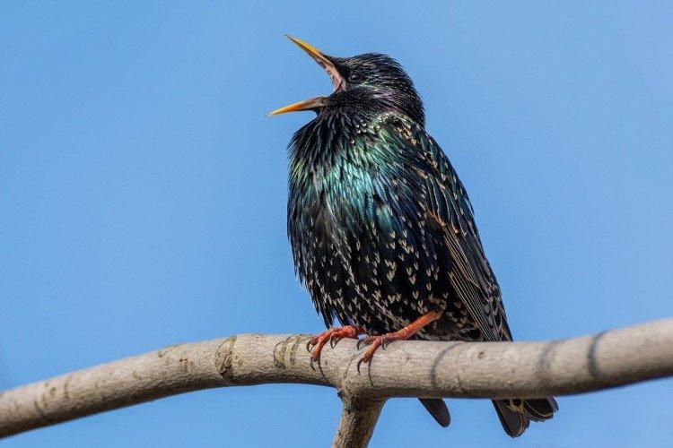 Виды скворцов