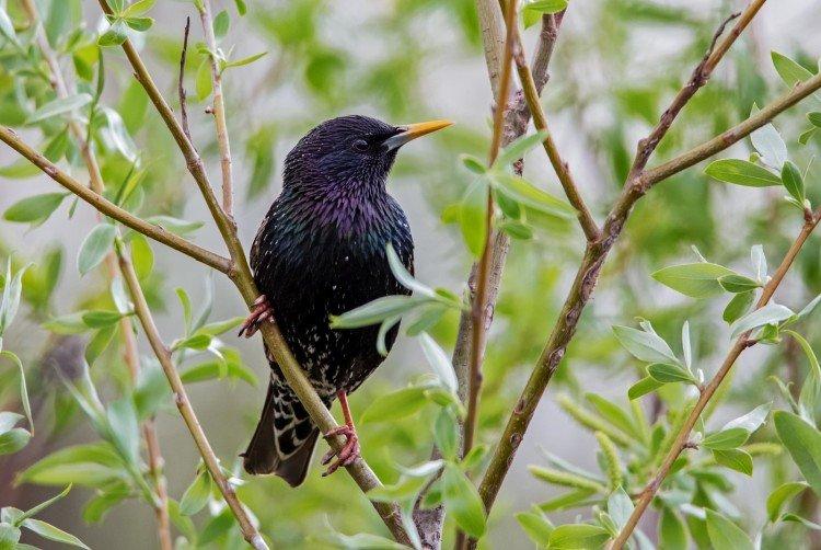 Содержание в неволе