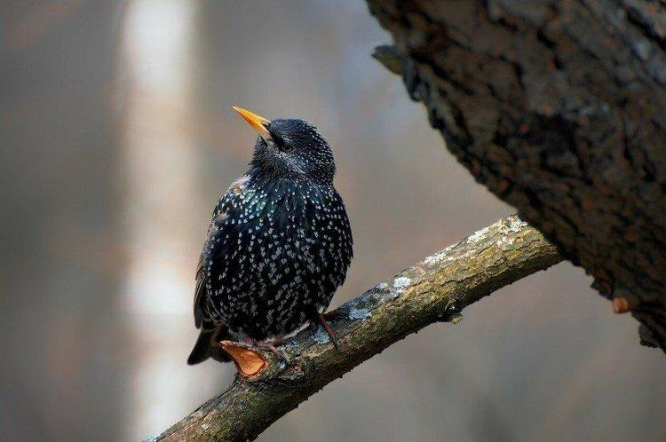 Размножение скворцов