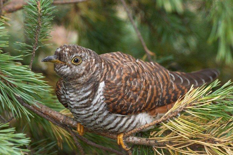 Места обитания