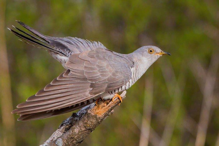 Естественные враги