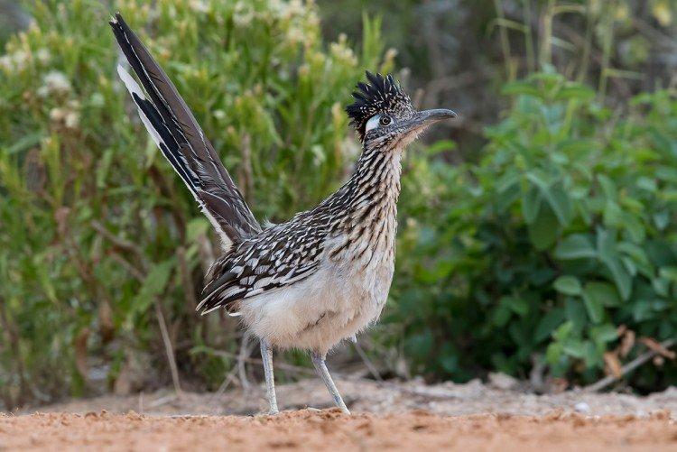 Кукушки – фото птицы