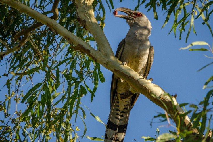 Кукушки – фото птицы