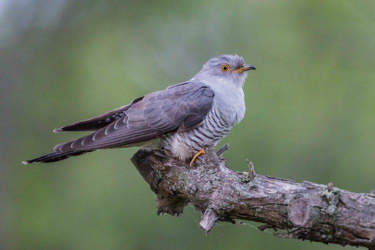 Кукушки – фото птицы