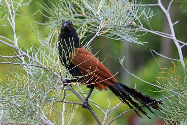 Кукушки – фото птицы