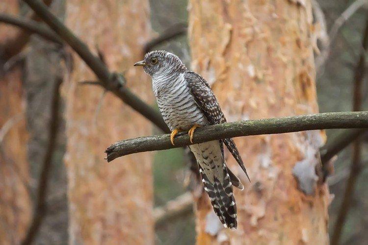 Кукушки – фото птицы