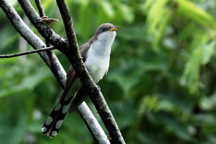 Кукушки – фото птицы