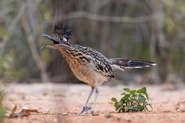 Кукушки – фото птицы