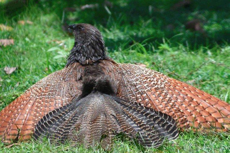 Кукушки – фото птицы