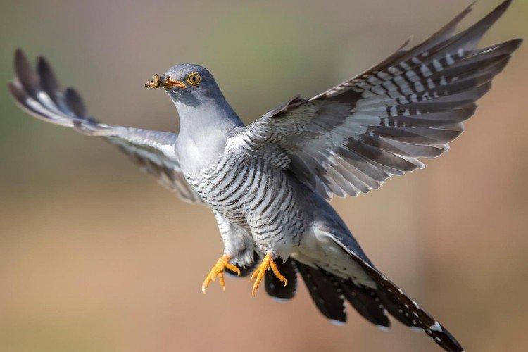 Кукушки – фото птицы