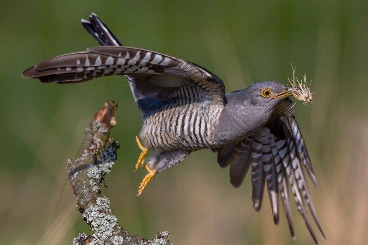 Кукушки – фото птицы