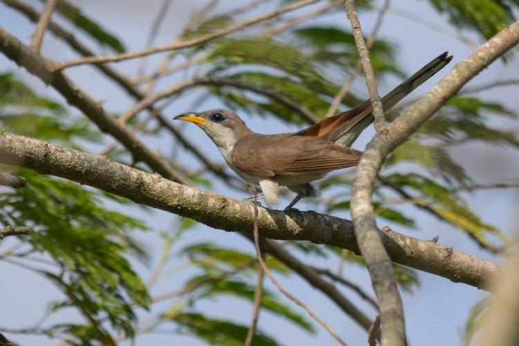 Кукушки – фото птицы