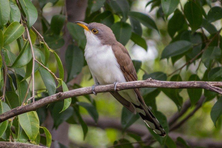 Желтоклювая кукушка