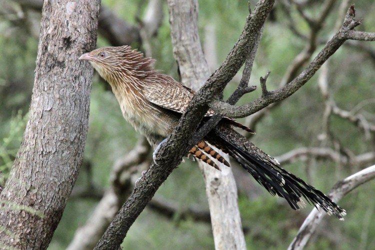 Фазанья кукушка