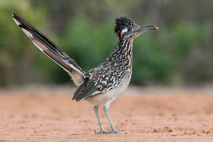 Земляная кукушка