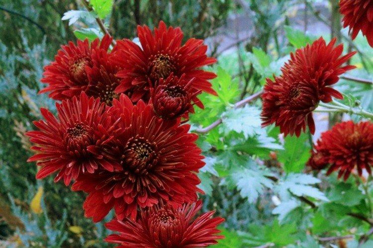 Корейская хризантема