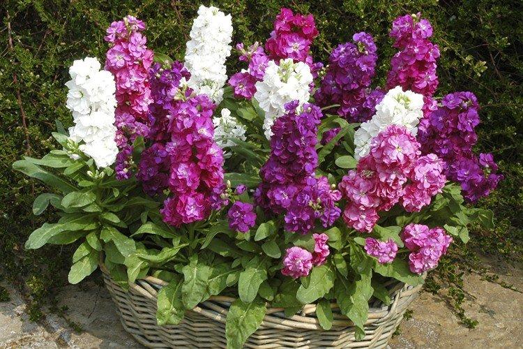 Маттиола (60 фото): виды, уход и посадка в открытом грунте