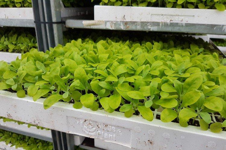 Посадка и размножение