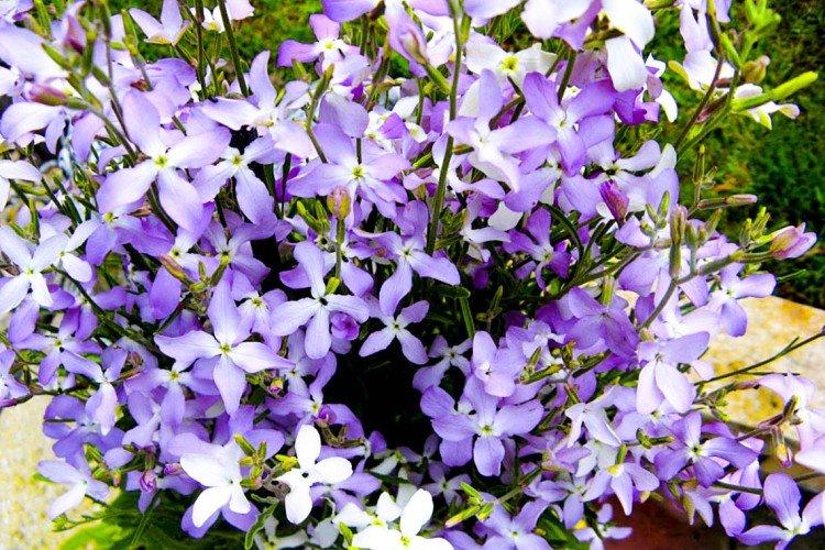 Маттиола – фото