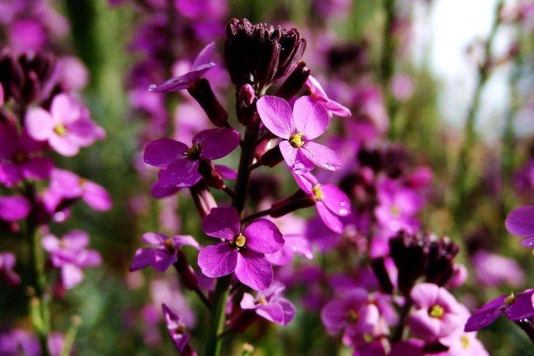 Маттиола – фото