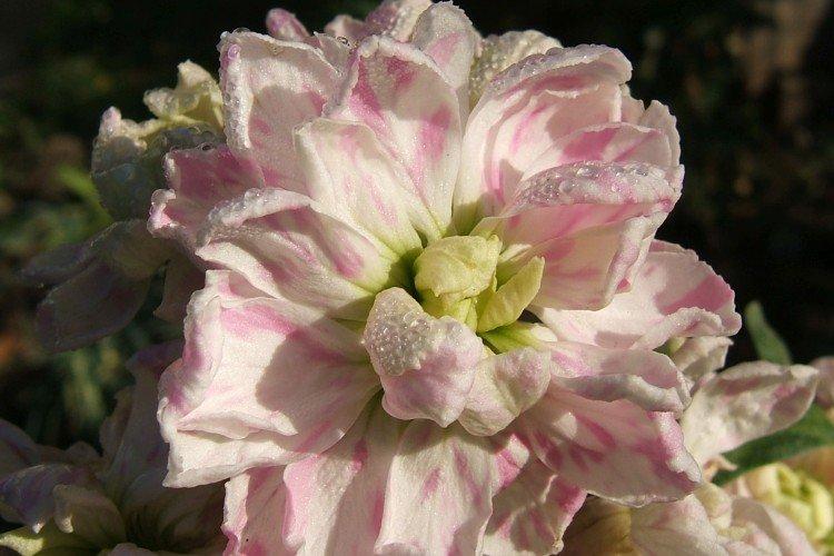 Маттиола – фото