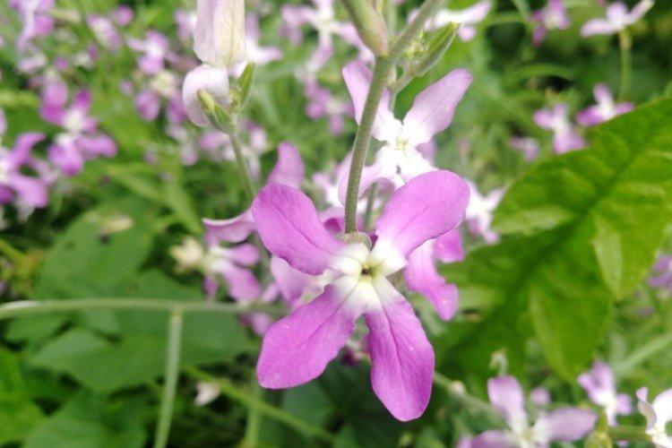 Маттиола – фото