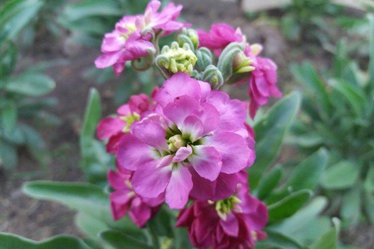 Маттиола – фото