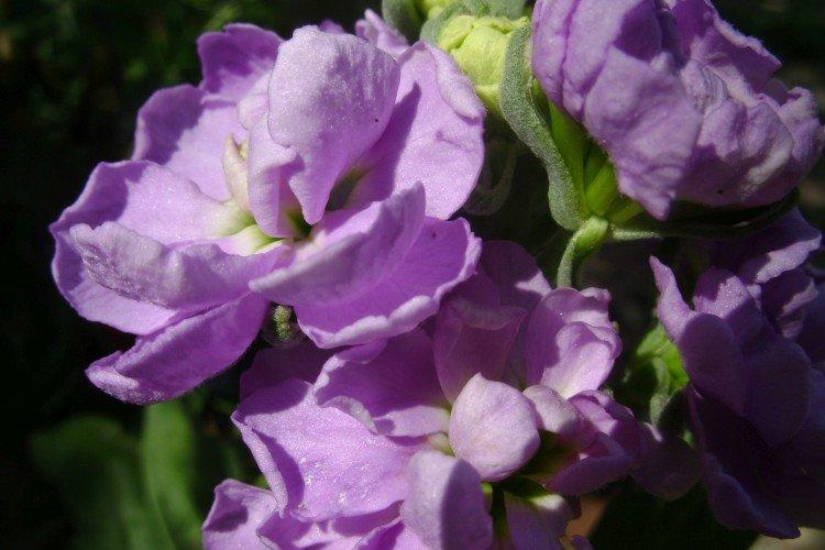 Маттиола – фото