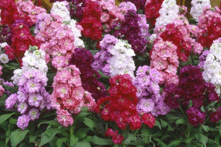 Маттиола – фото