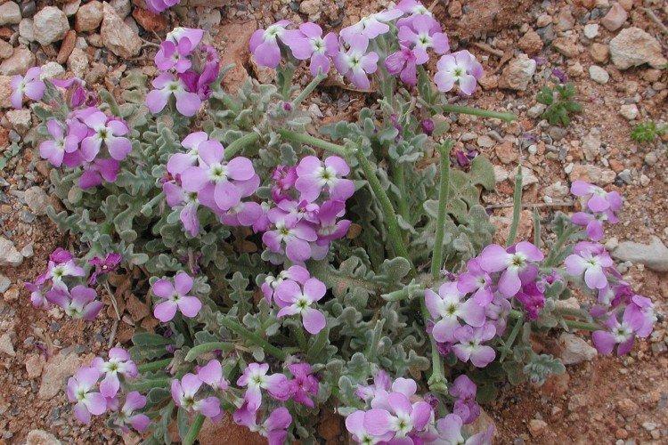 Маттиола – фото