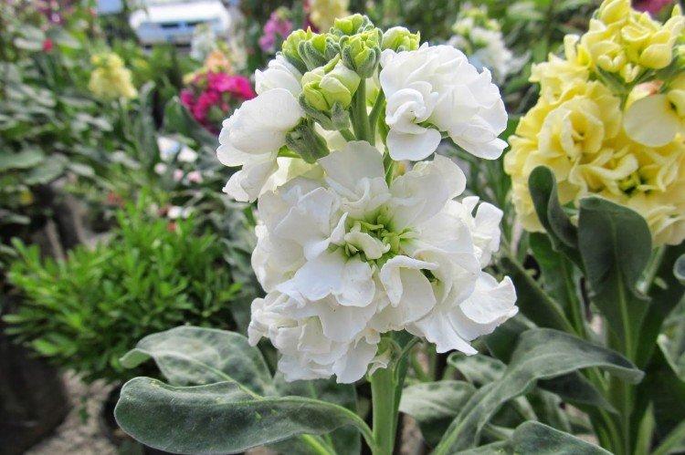 Маттиола – фото