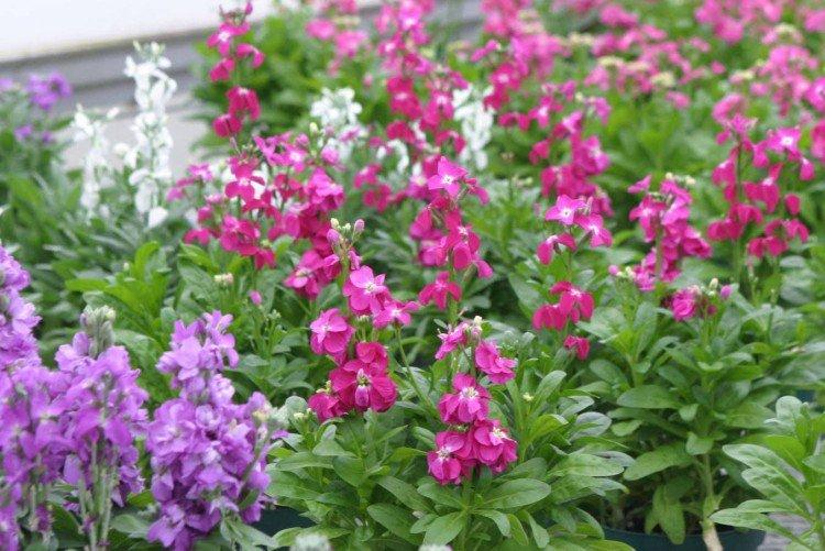 Маттиола – фото