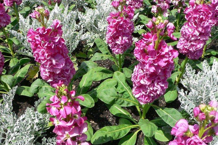 Маттиола – фото