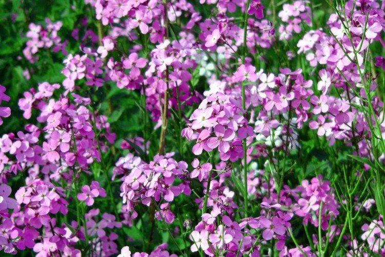 Маттиола – фото