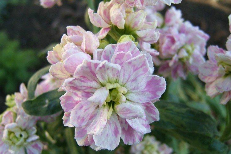 Маттиола – фото