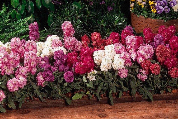 Маттиола – фото