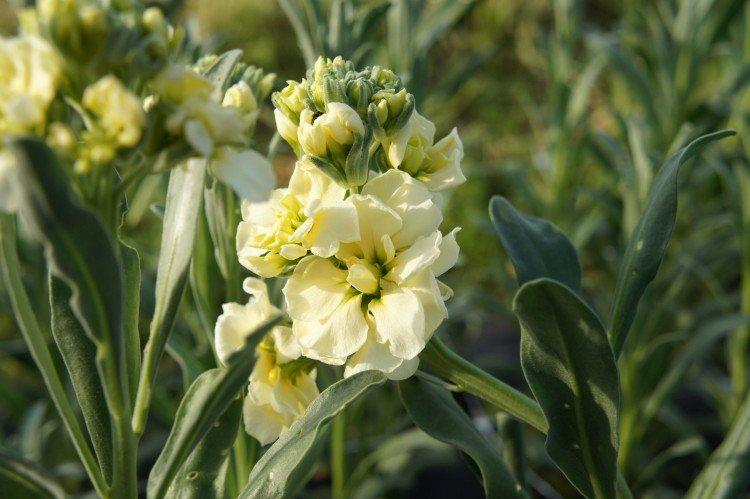 Древовидная маттиола