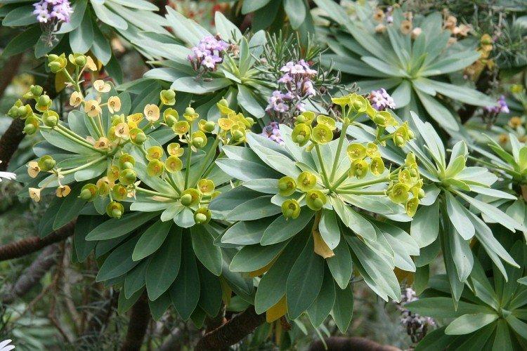 Удобрения и подкормка