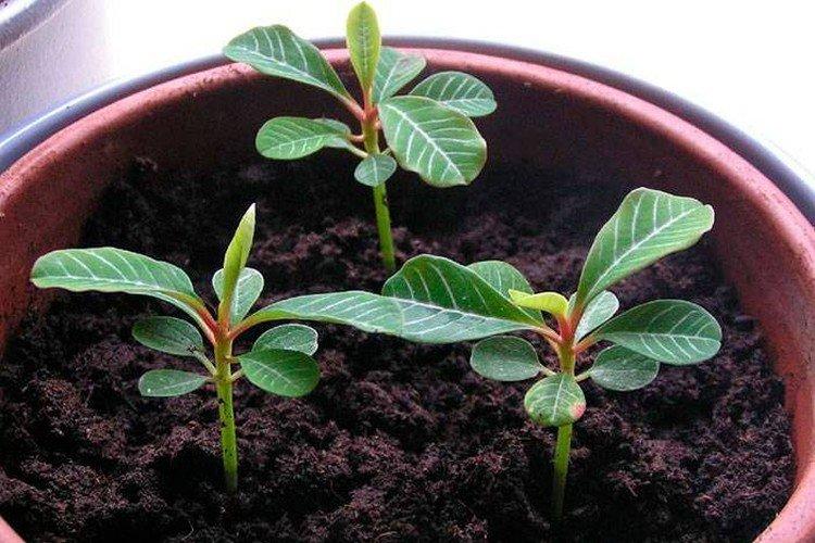 Посадка и размножение