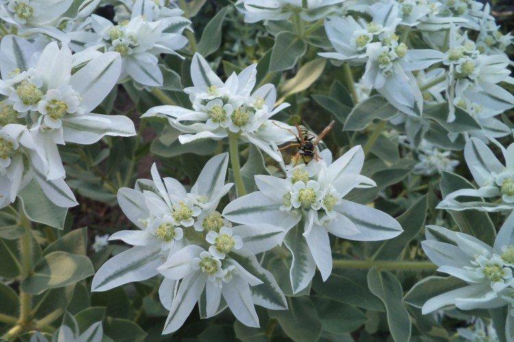 Молочай – фото