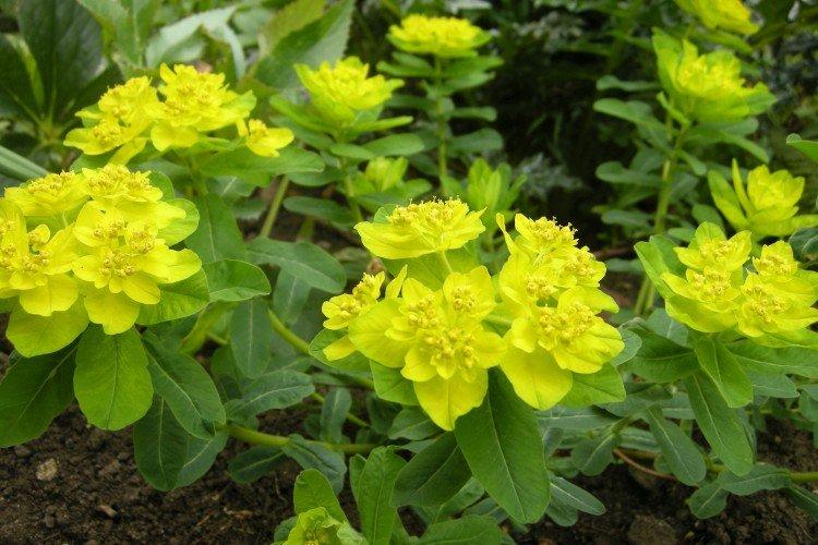 Молочай – фото