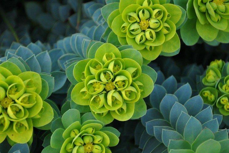 Молочай – фото